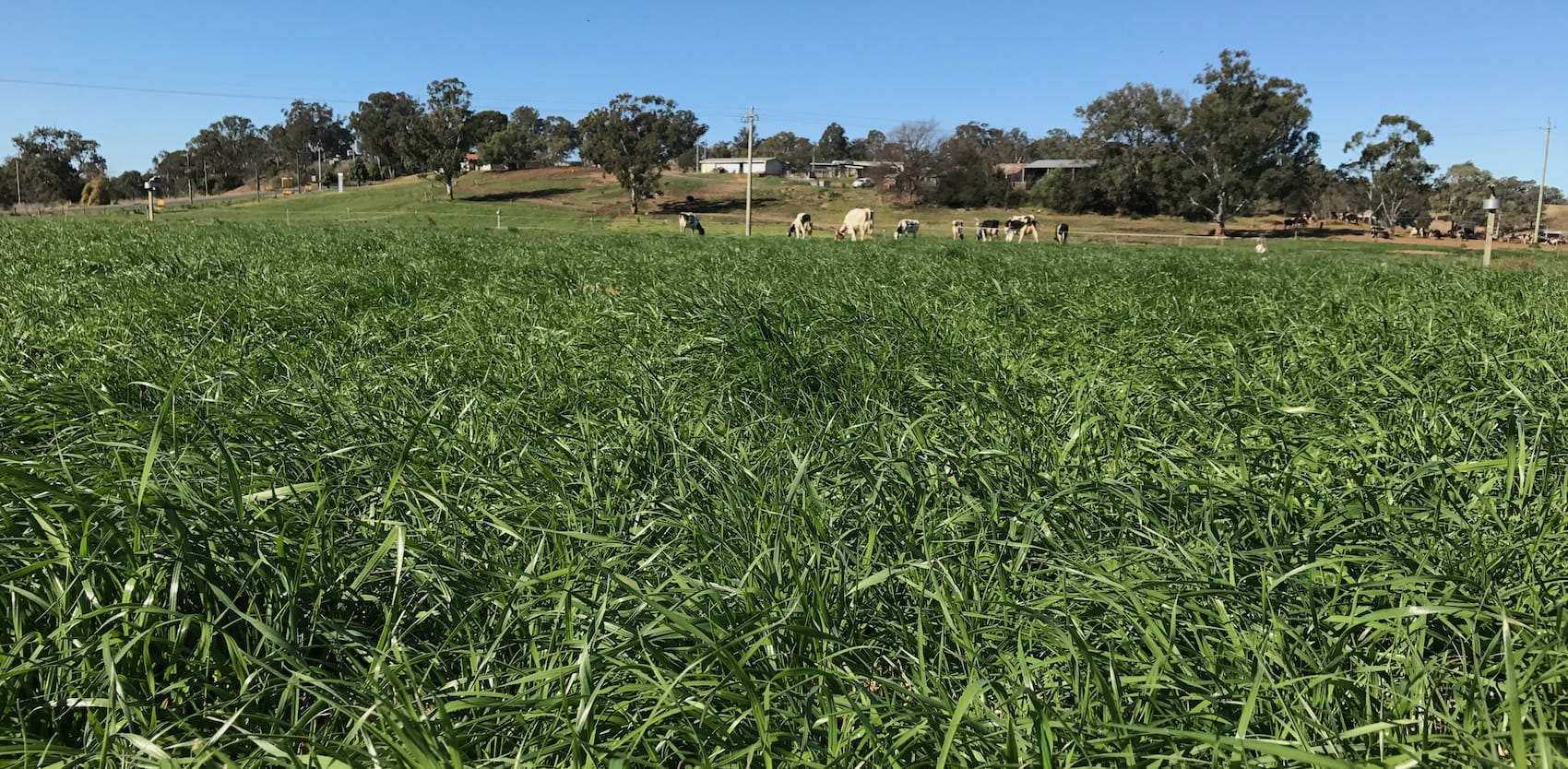 Principles Of Intensive Rotational Grazing