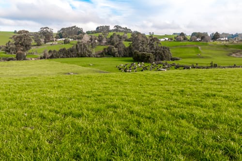 Photo looking across paddocks of green grass and dairy cows at Robin Hill in Flowerdale