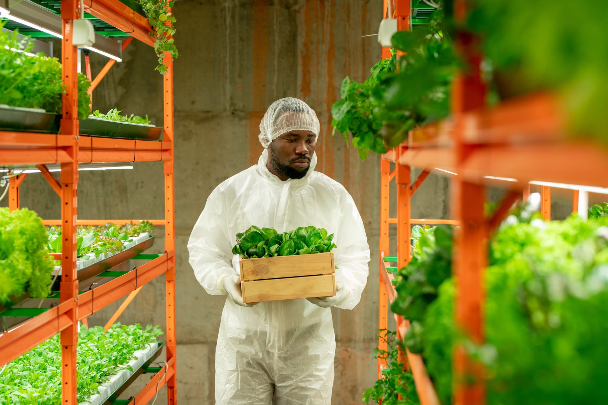 Indoor farming is enabled by cheaper energy prices and could potentially feed livestock more options