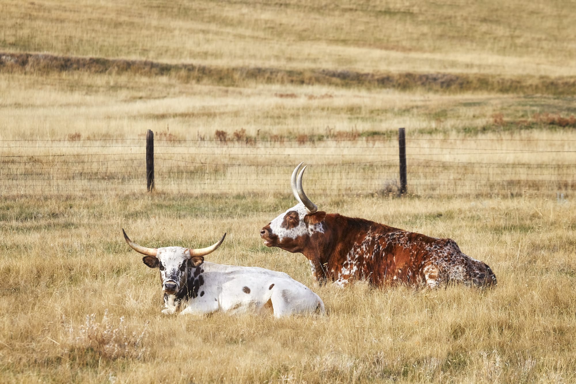 Virtual fencing has the potential to disrupt how grazing management is practiced