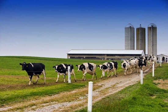 Dairy cows walking to a fresh break of pasture to graze.