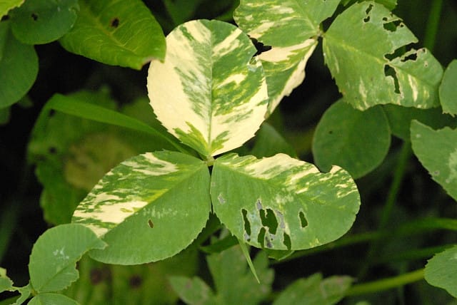 Alfalfa mosaic virus as seen in Clover