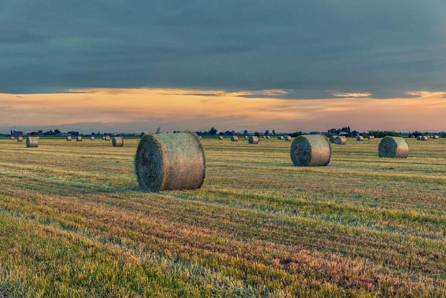 Lucerne and Lucerne-grass pastures can give you the highest quality when it is grazed at the proper stage of maturity. It also stores well as hay or silage.