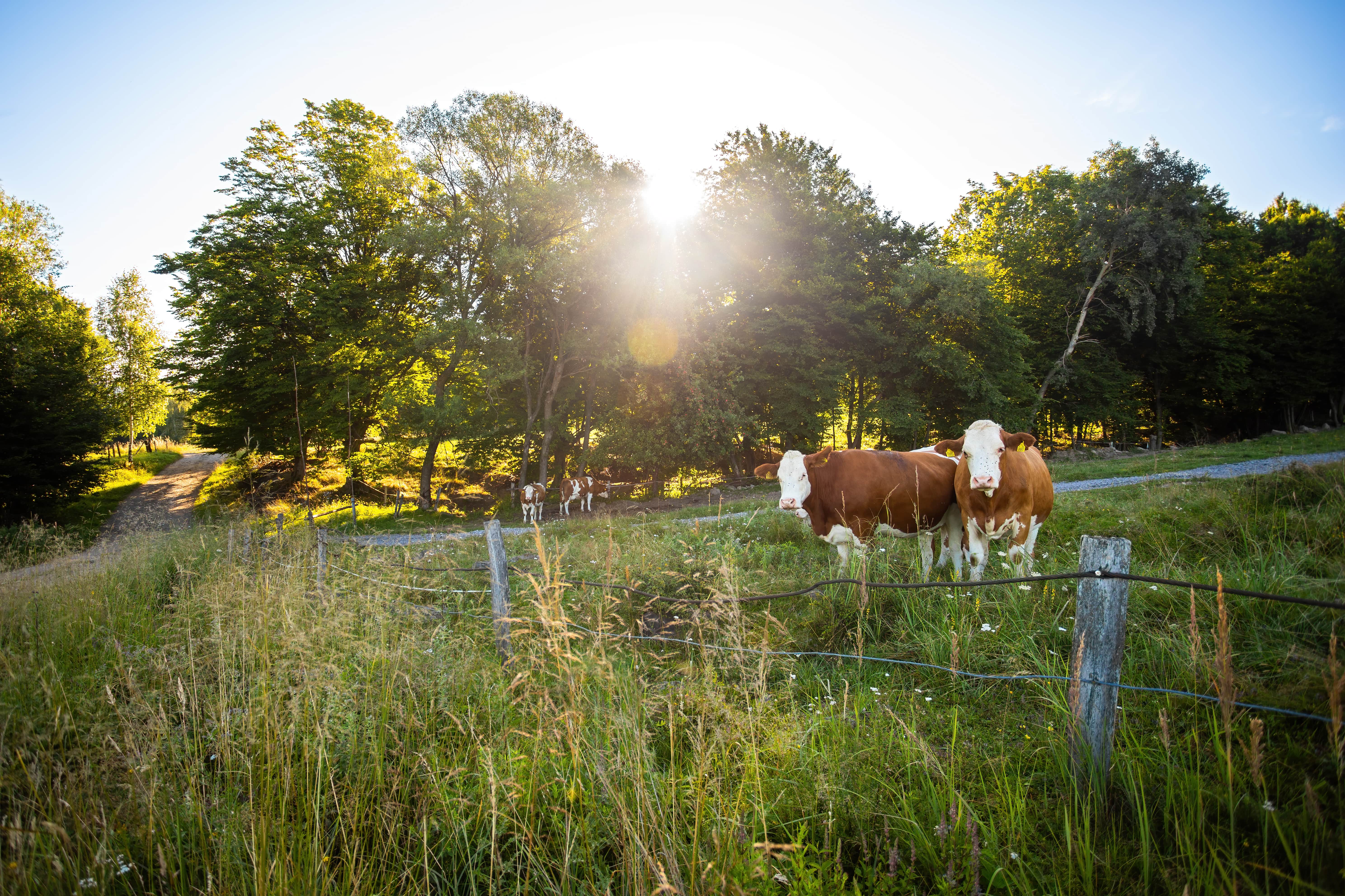 Voisin laws of maximum and regular yields help your cows get the most out of your pasture to meet their nutritional needs