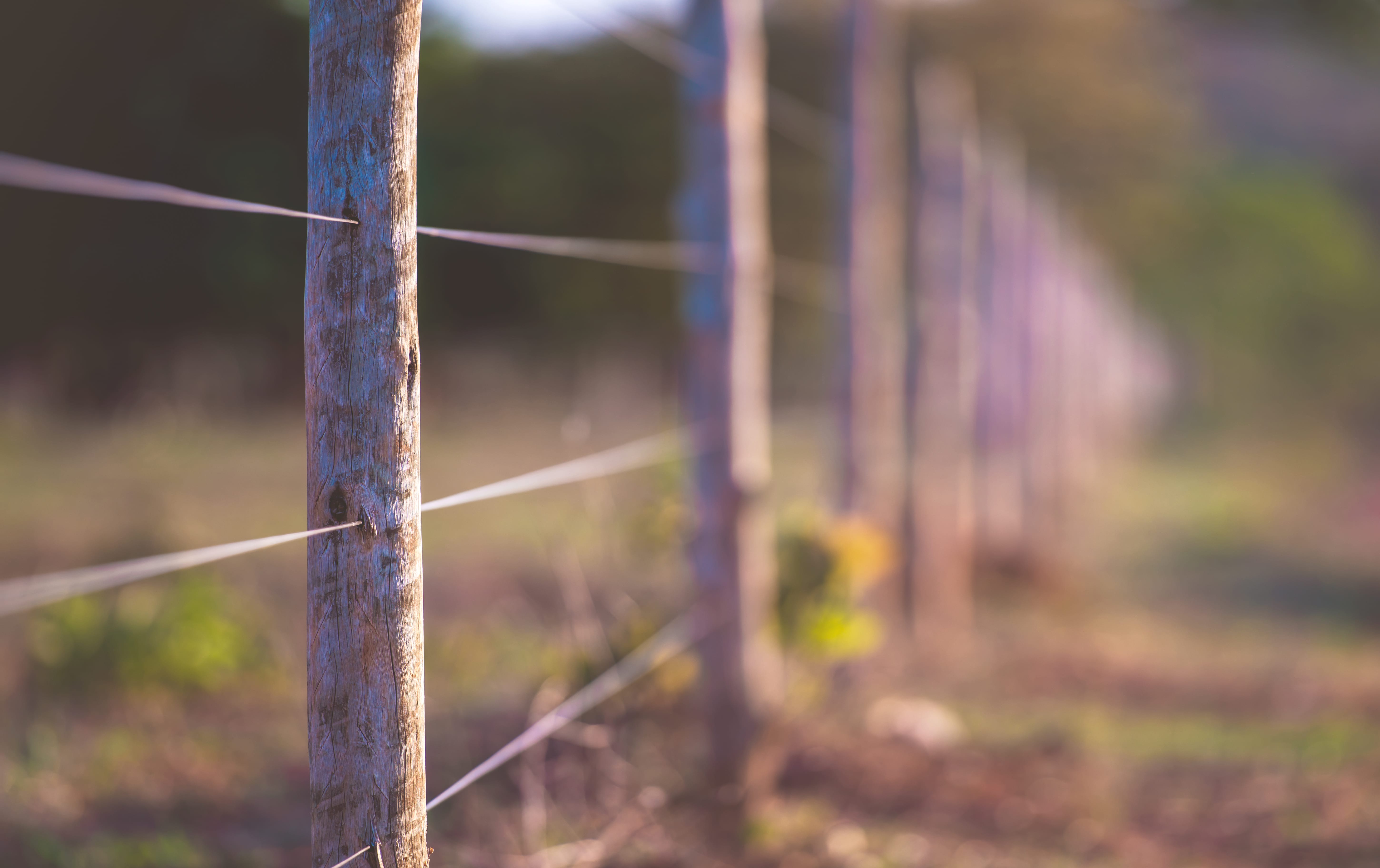 Fenced paddocks along with sound rotational grazing plans based on pasture growth rates can help you improve pasture yields