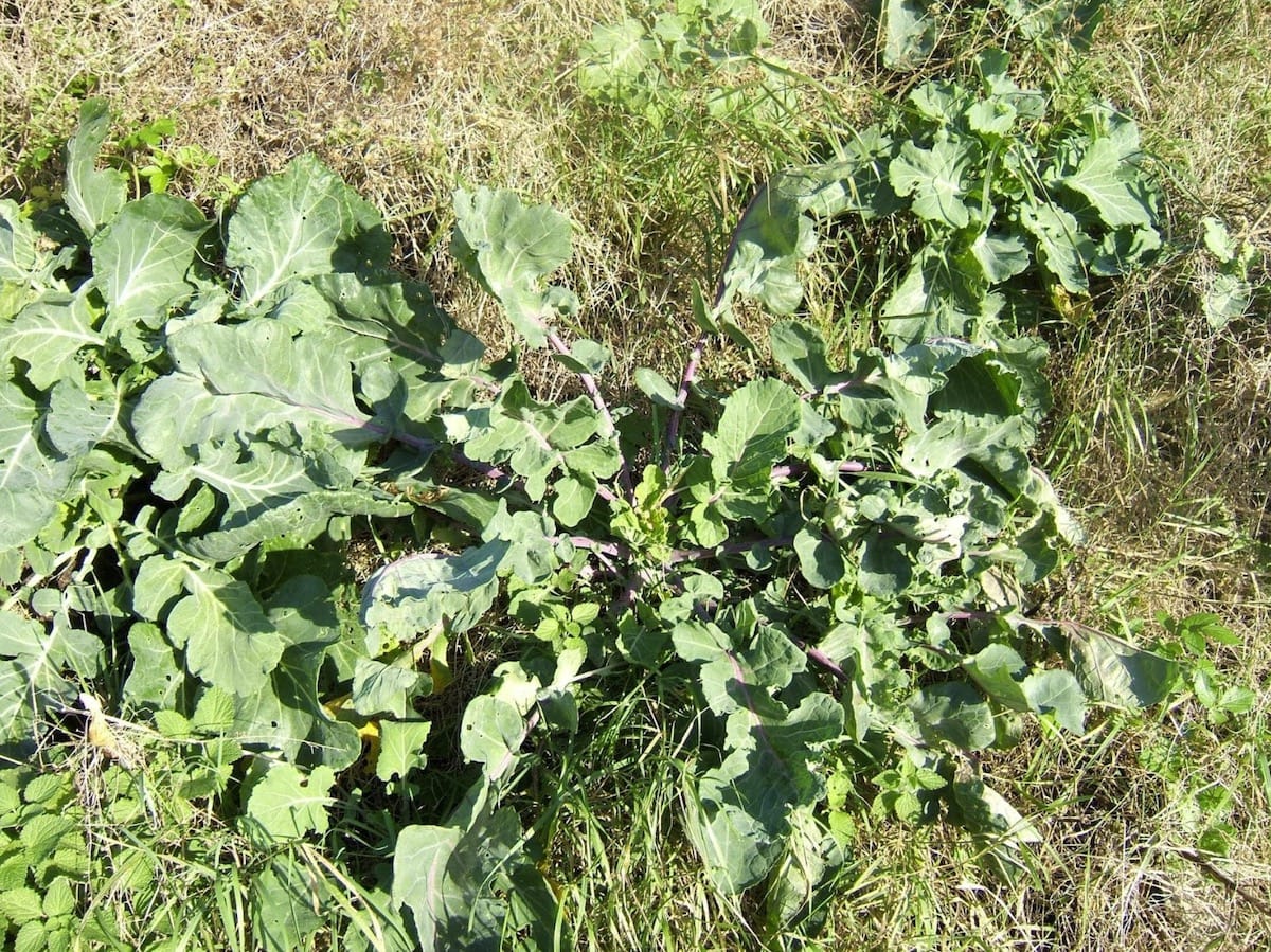 Annual ryegrass can be grown along with other crops like Brassicas