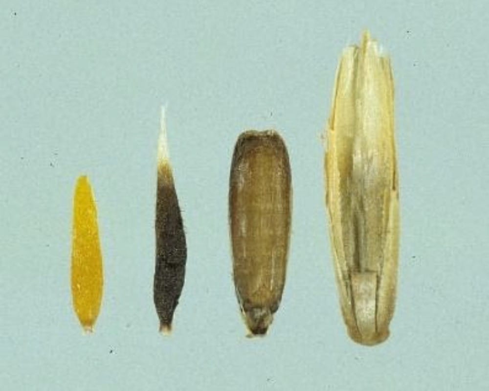 Lolium rigidim seed and galls