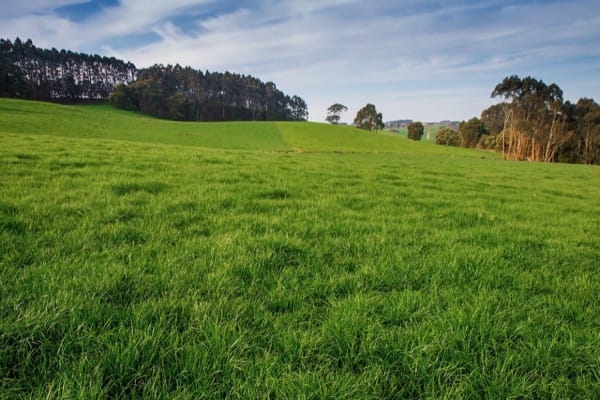 Ryegress Pasture