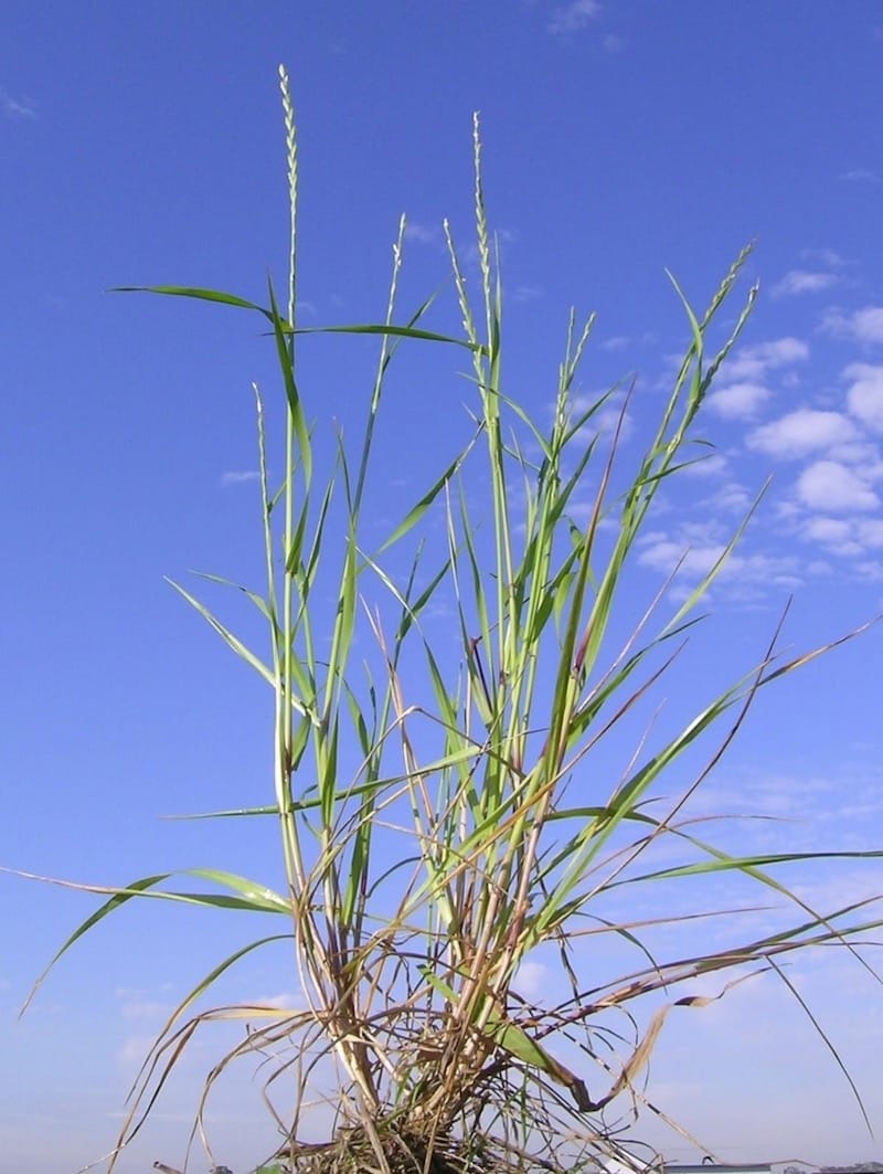 A tuft of Annual Ryegrass