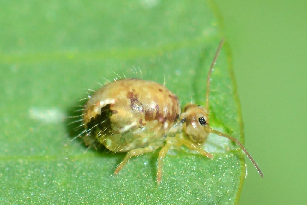 Lucerne fleas