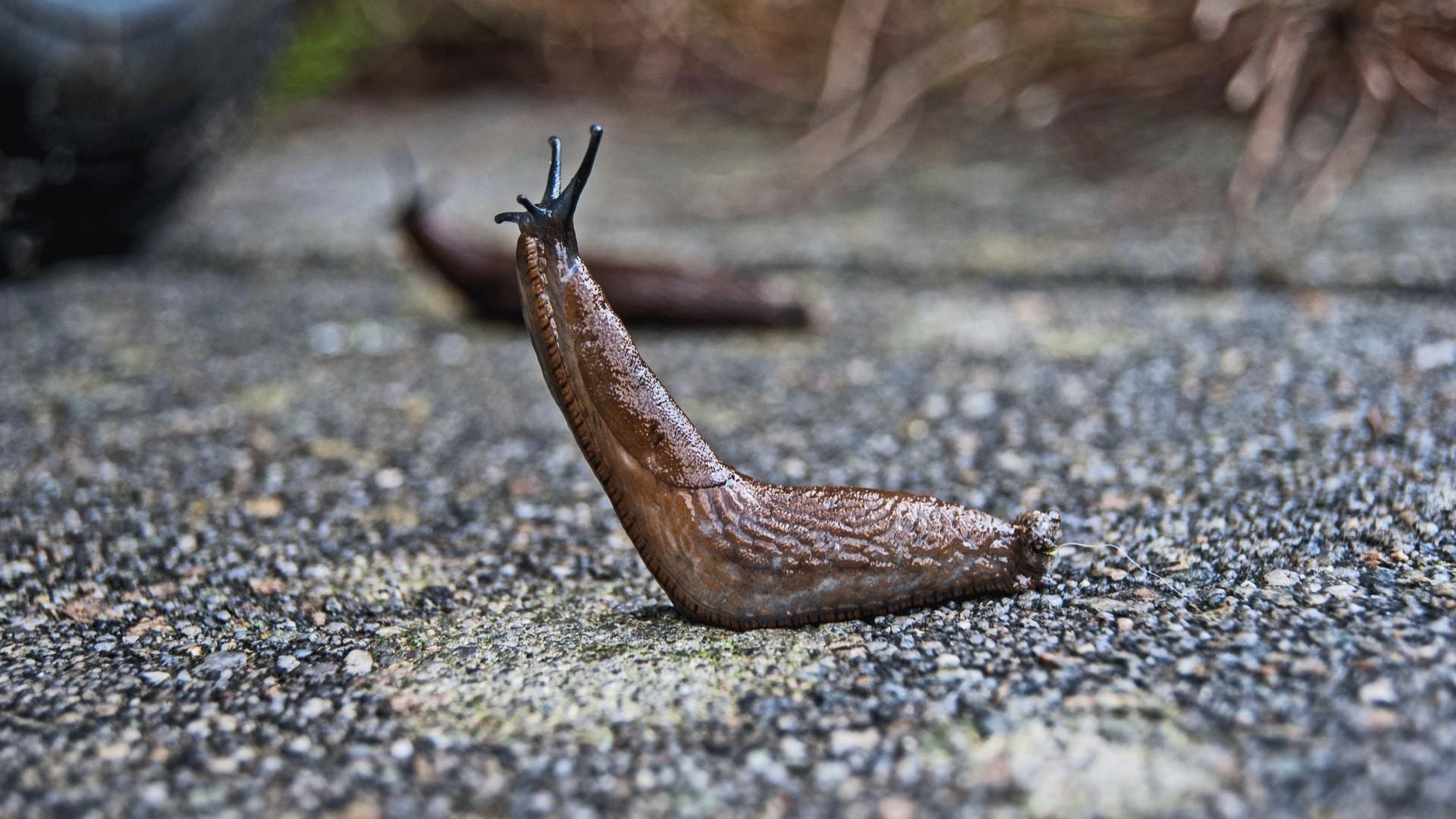 Slugs thrive in damp and mild conditions.