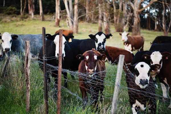 How to Keep Your Dairy Farm Biosecure