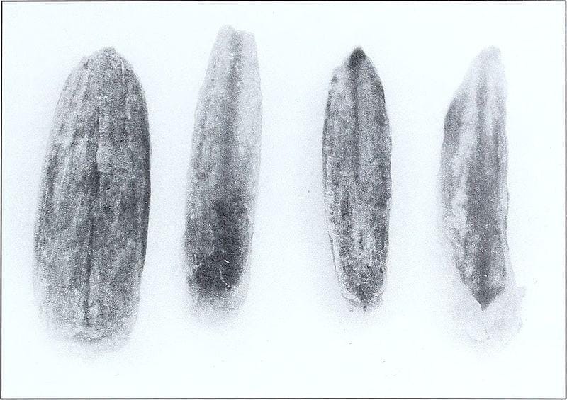 Lolium multiflorum infected with Gloeotinia temulenta (lemma and palea removed). The healthy seed is on the left