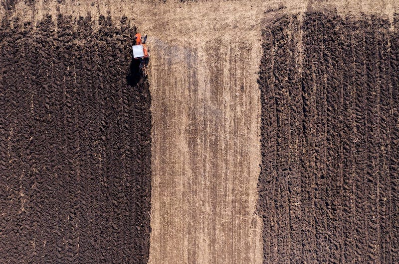 Ploughing should be done to prevent the growth of spore cups