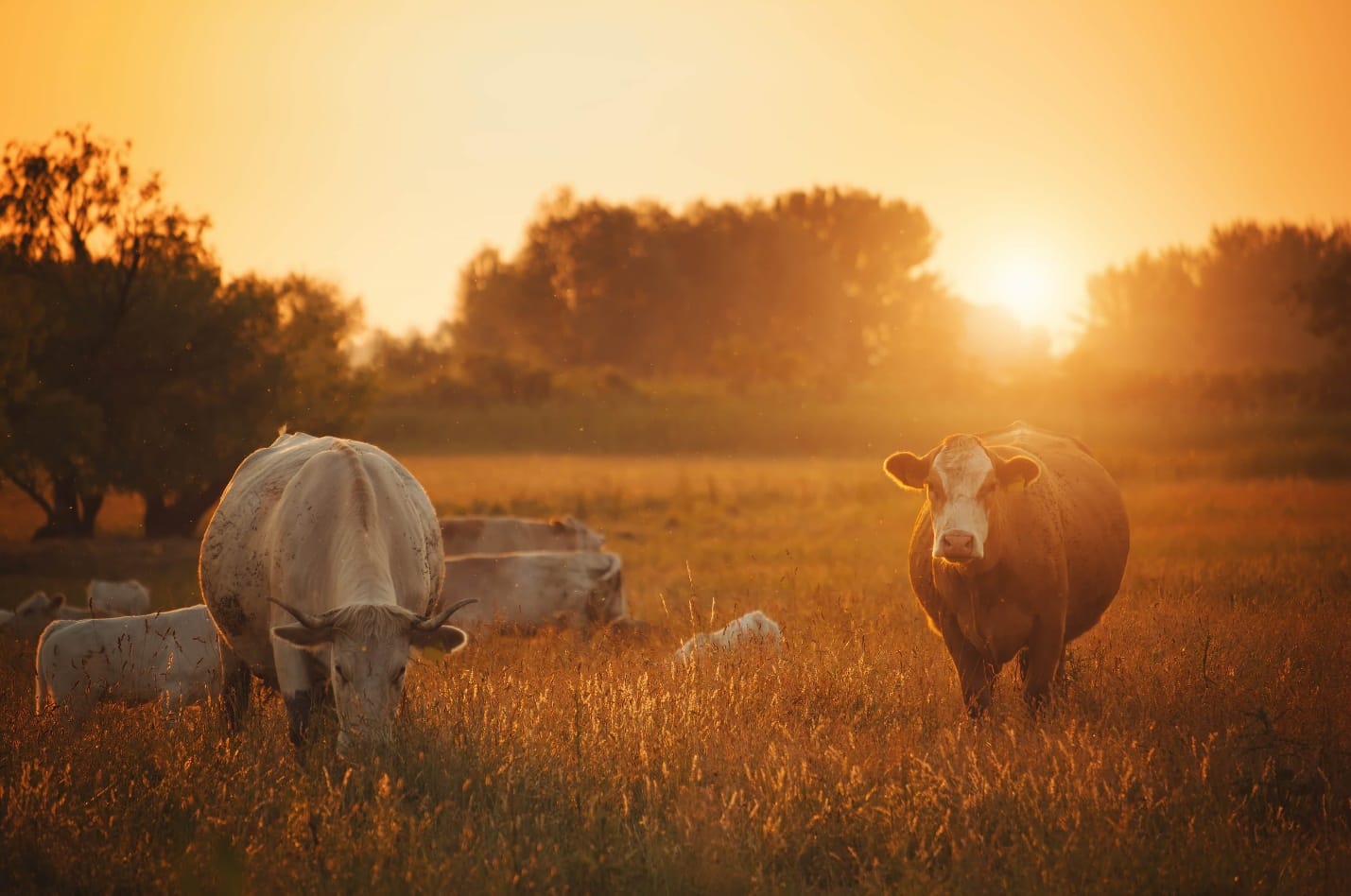 Lucerne can cause pasture bloat i your cows. But you don’t have to be scared! If managed well, Lucerne can help you earn more profits.