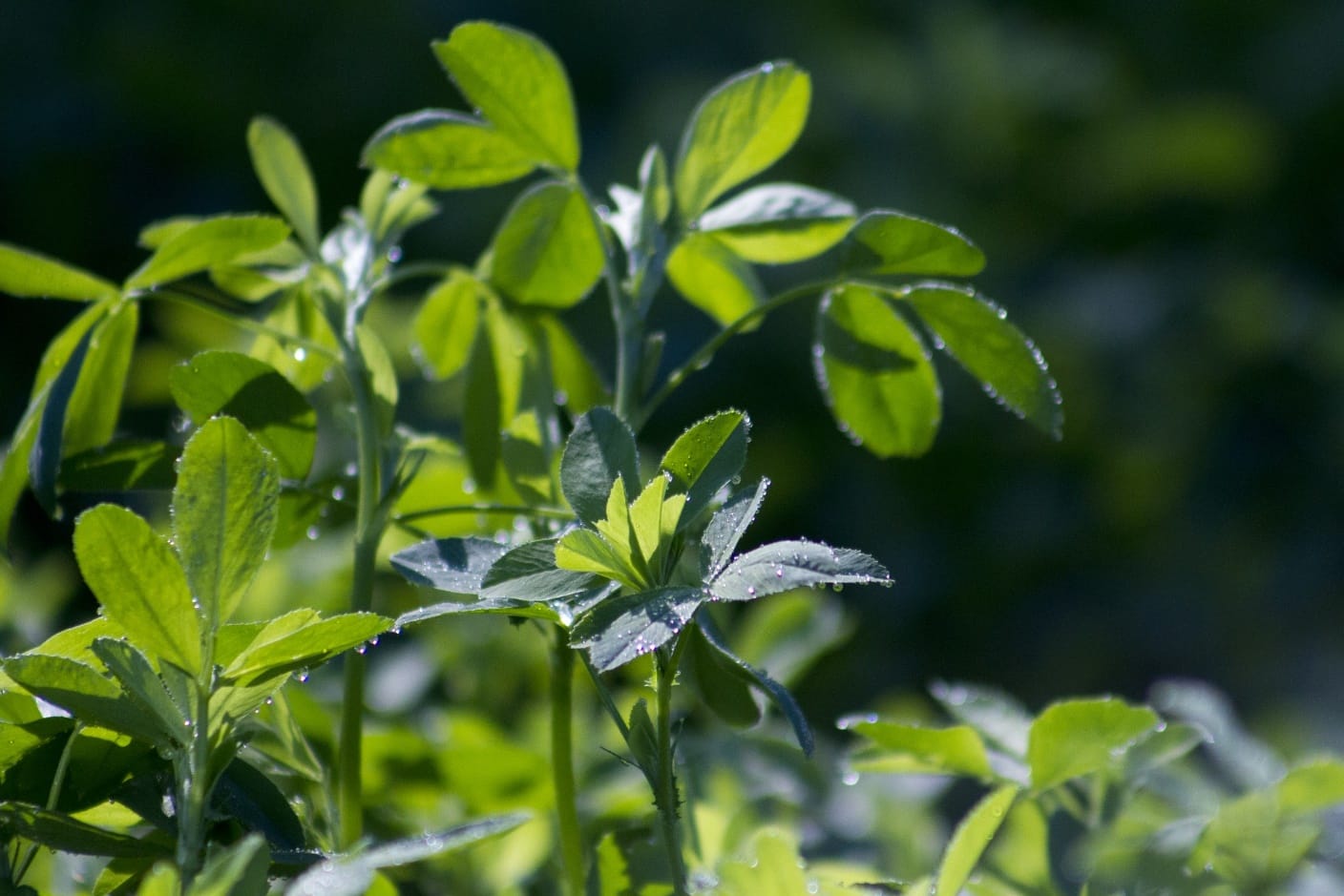 Dew on Lucerne pastures encourages cattle to eat higher quantities.