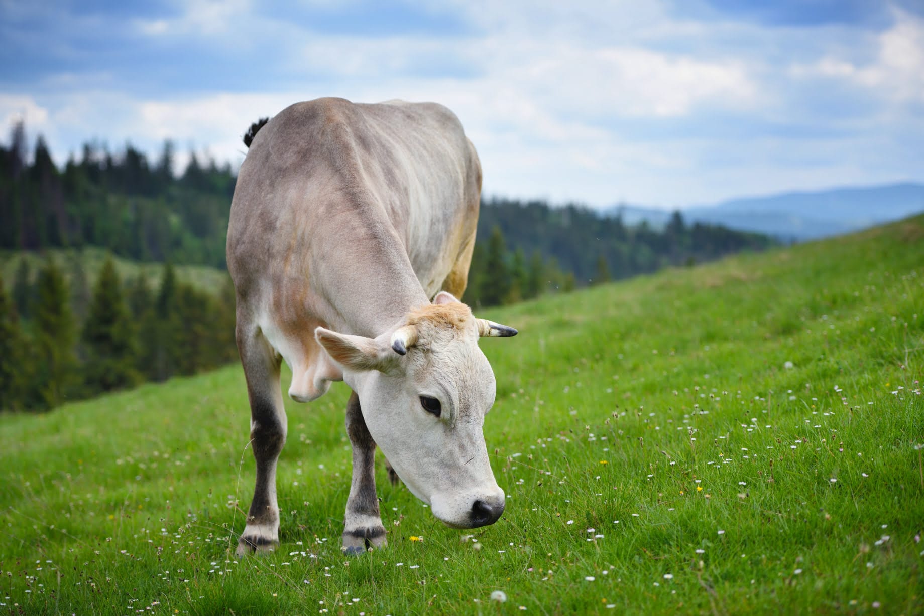 Want to prevent pasture bloat? Feed your cows fibrous dry hay in the barn for about half an hour before letting them loose on to the Lucerne pasture. And avoid grazing Lucerne pastures in the winter.