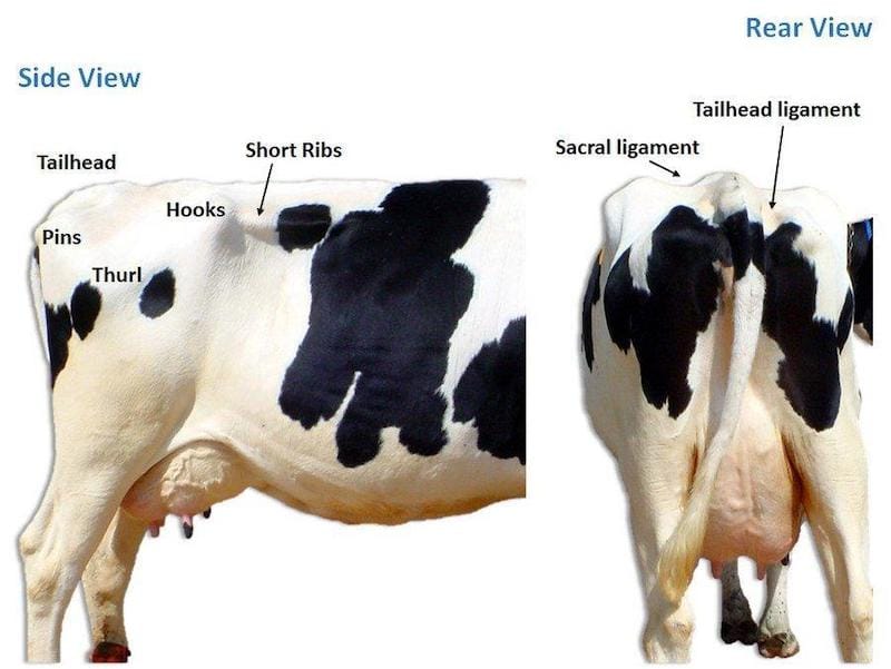 The best place to assess fat reserves is the backbone, near the hips and tail