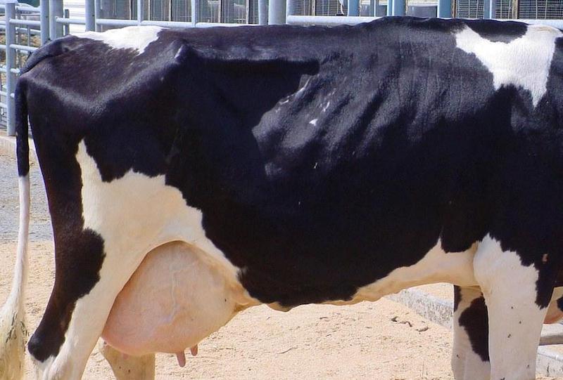 BCS score of two is assigned to a dairy cow with limited skin and flesh cover