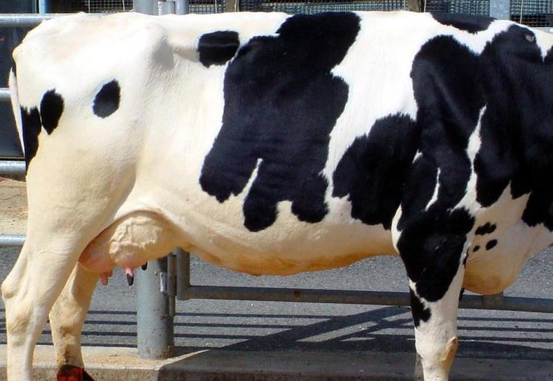BCS score of three is assigned to a dairy cow with adequate skin and flesh cover