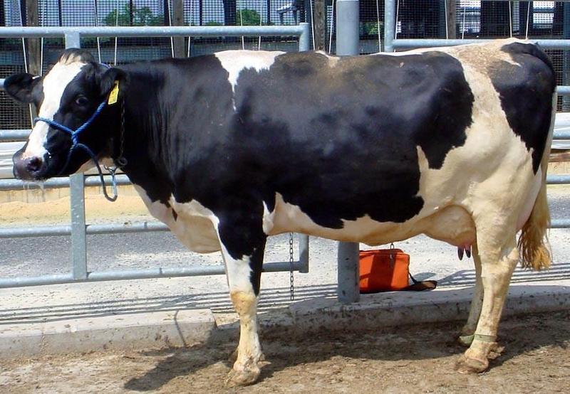 BCS score of four is assigned to a dairy cow with more than adequate fat reserves