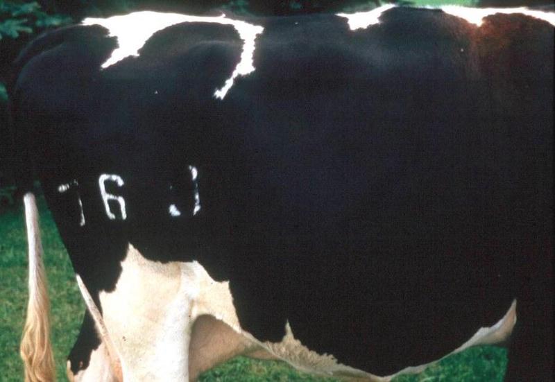 BCS score of four is assigned to a dairy cow with more than adequate fat reserves