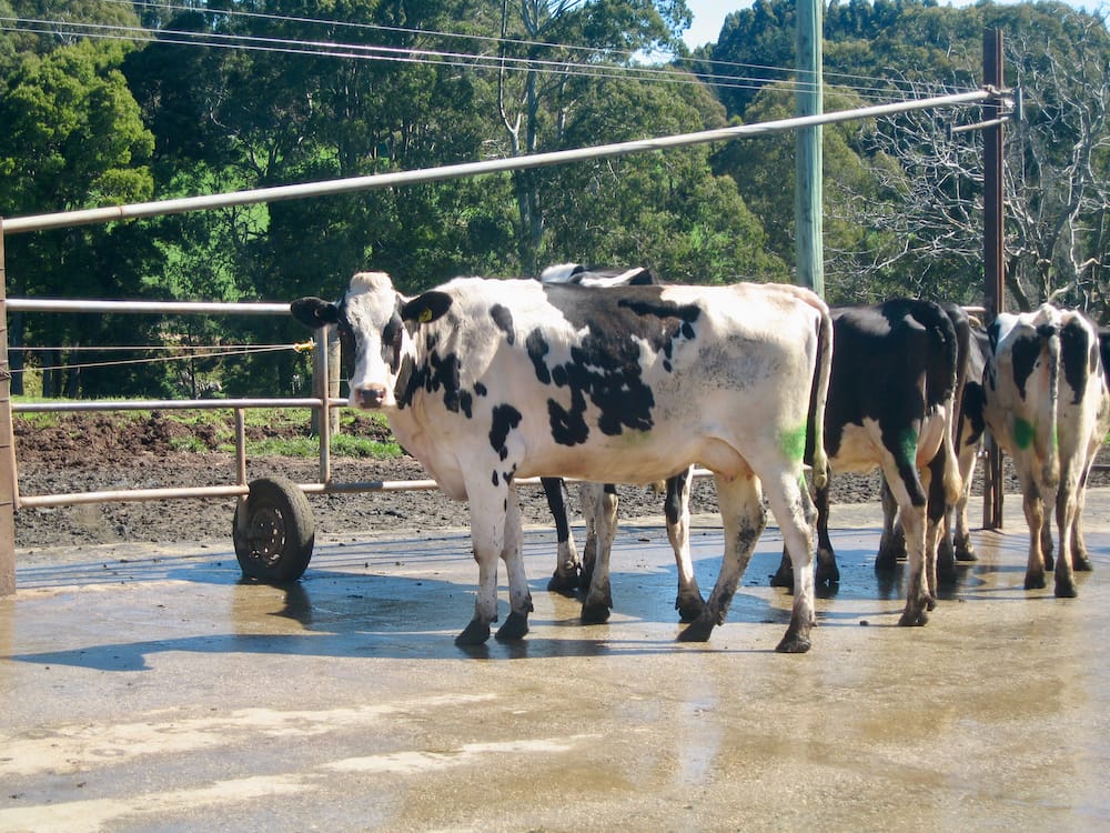 A young cow that is yarded at Robin Hill for assessment.