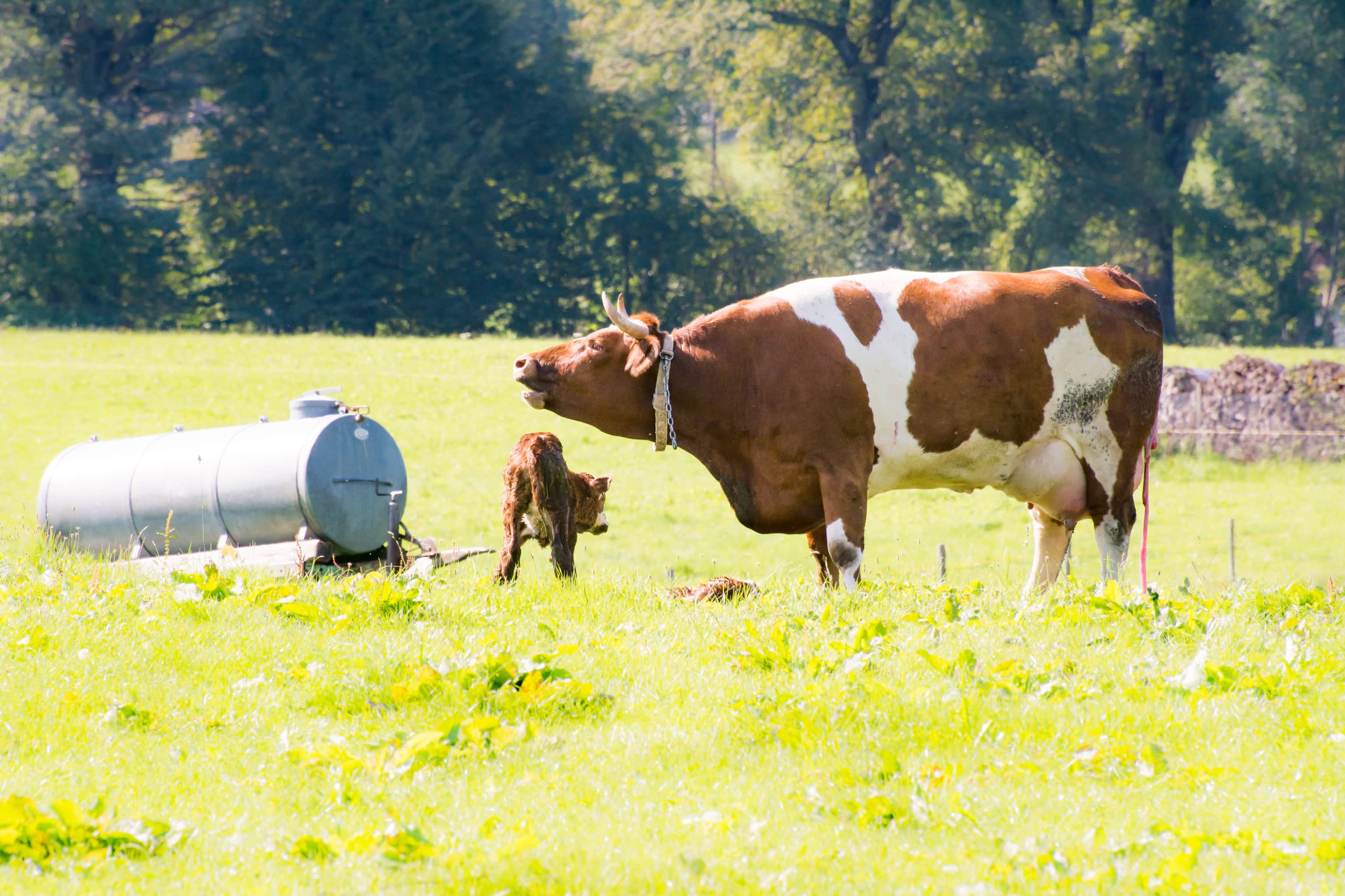 A cow’s body fat during the calving season is more important than its body fat during the breeding season.