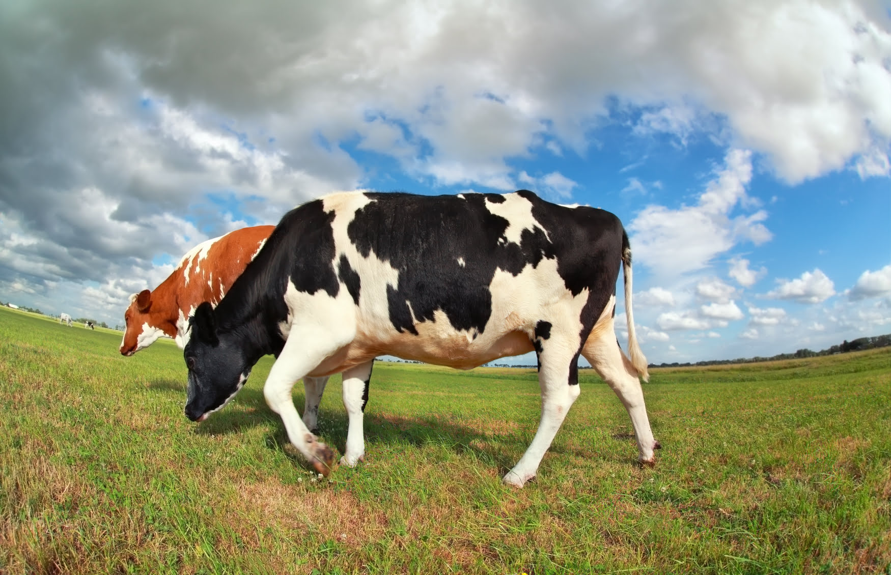 cow standing on hind legs