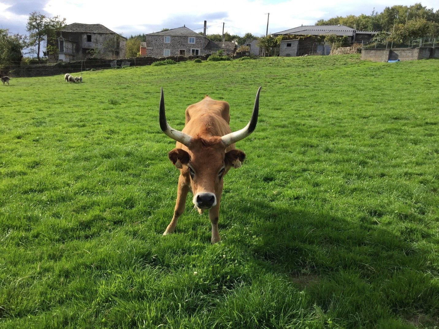 A cow that wants to exert its dominance will lower its head to display its horns.