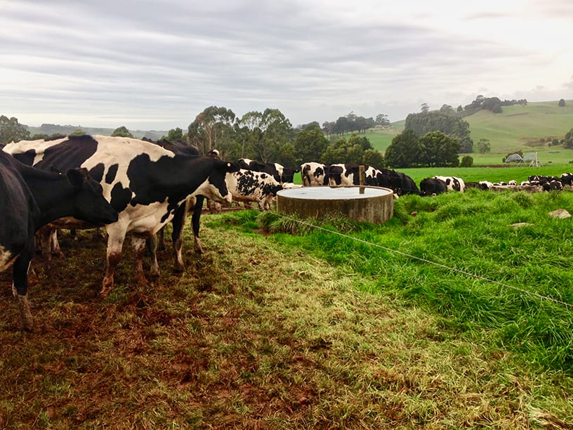 Dairy cows looking over the fence for fresh pasture.