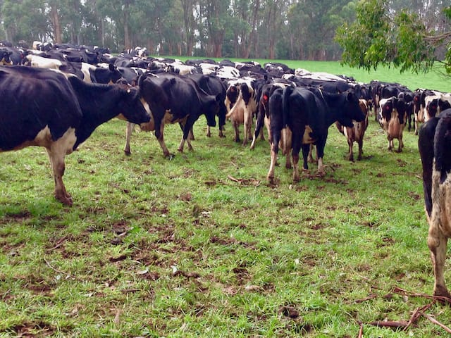 Dairy cows looking to leave their wet paddock for a fresh break of pasture.