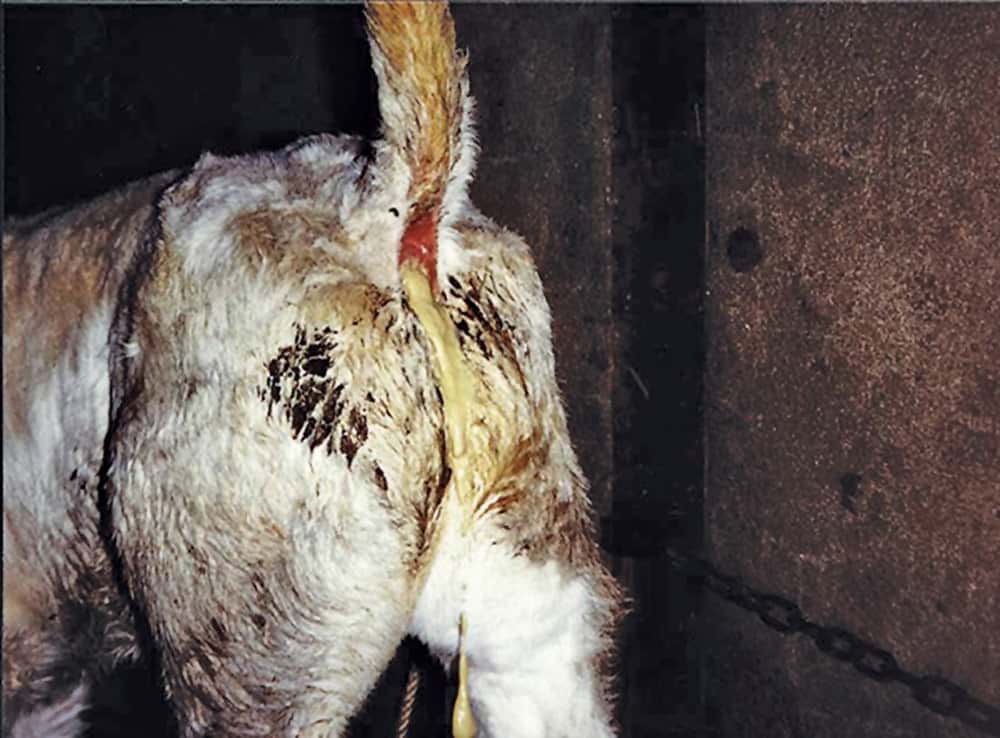 Above picture shows diarrheal discharge and soiled tail for a calf affected by Coccidiosis.