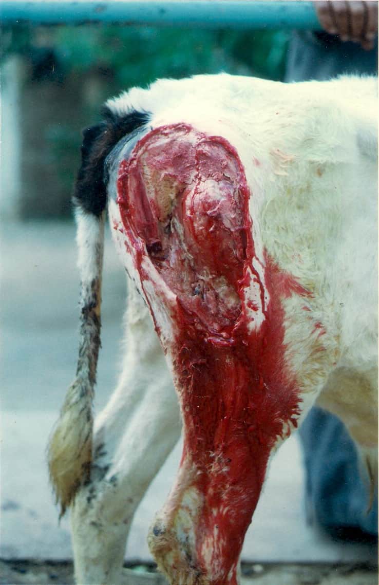 Above picture shows a calf that has recovered from black leg disease - after the infected muscular tissue has been removed.