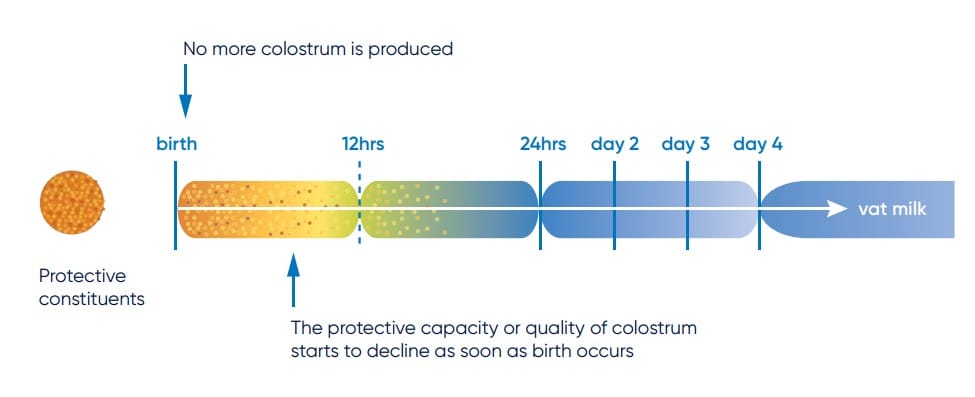 Shows the colostrum timeline and how most antibodies are produced within the first 12 hours