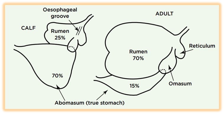 Shows size differences between the four stomachs in a calf and an adult cow