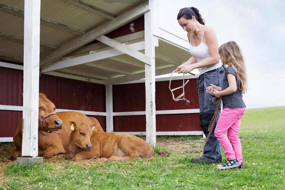 young calves need to drink around five litres of water for every kg of dry feed that they eat