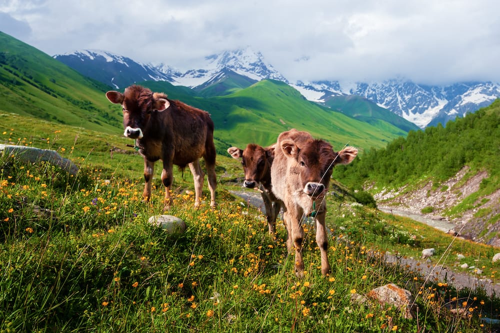 Nutrient-rich pastures help cows produce high-quality milk for their calves