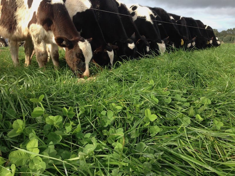 Calves at Robin Hill grazing lush pasture and eating concentrates