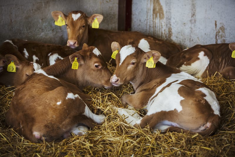 Dairy calves resting on hay in a feedlot.