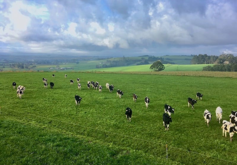 Calves grazing pasture at Robin Hill