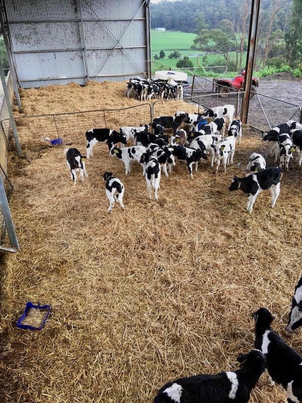 Calves in a barn that are still on milk and concentrates