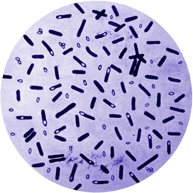 Clostridium botulinum, the bacteria that causes botulism in animals