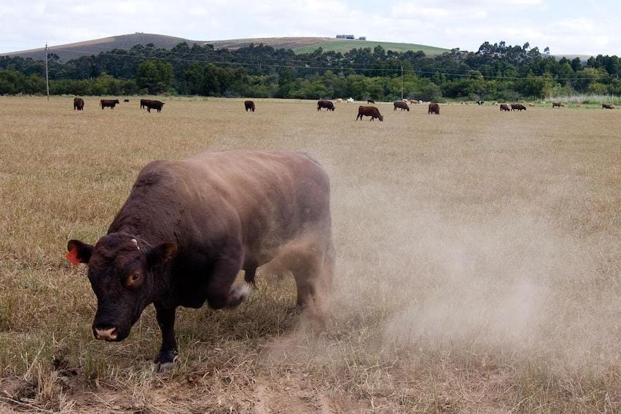 An aggressive bull on pasture
