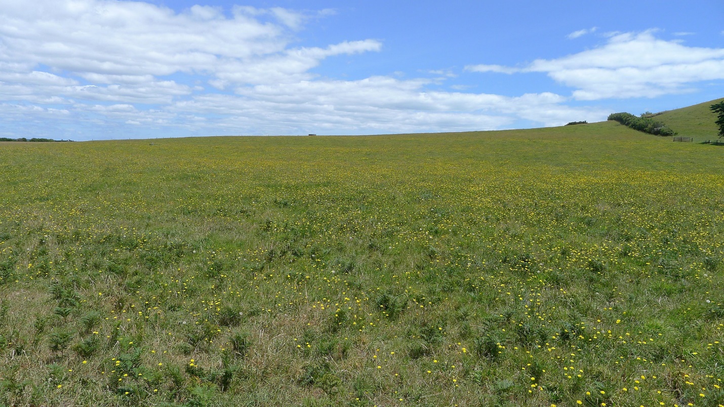 Grazing, planting, fertilisation, high-quality seeds, mowing, hand-removal, herbicides and biological control are some of the methods used to vanquish weeds