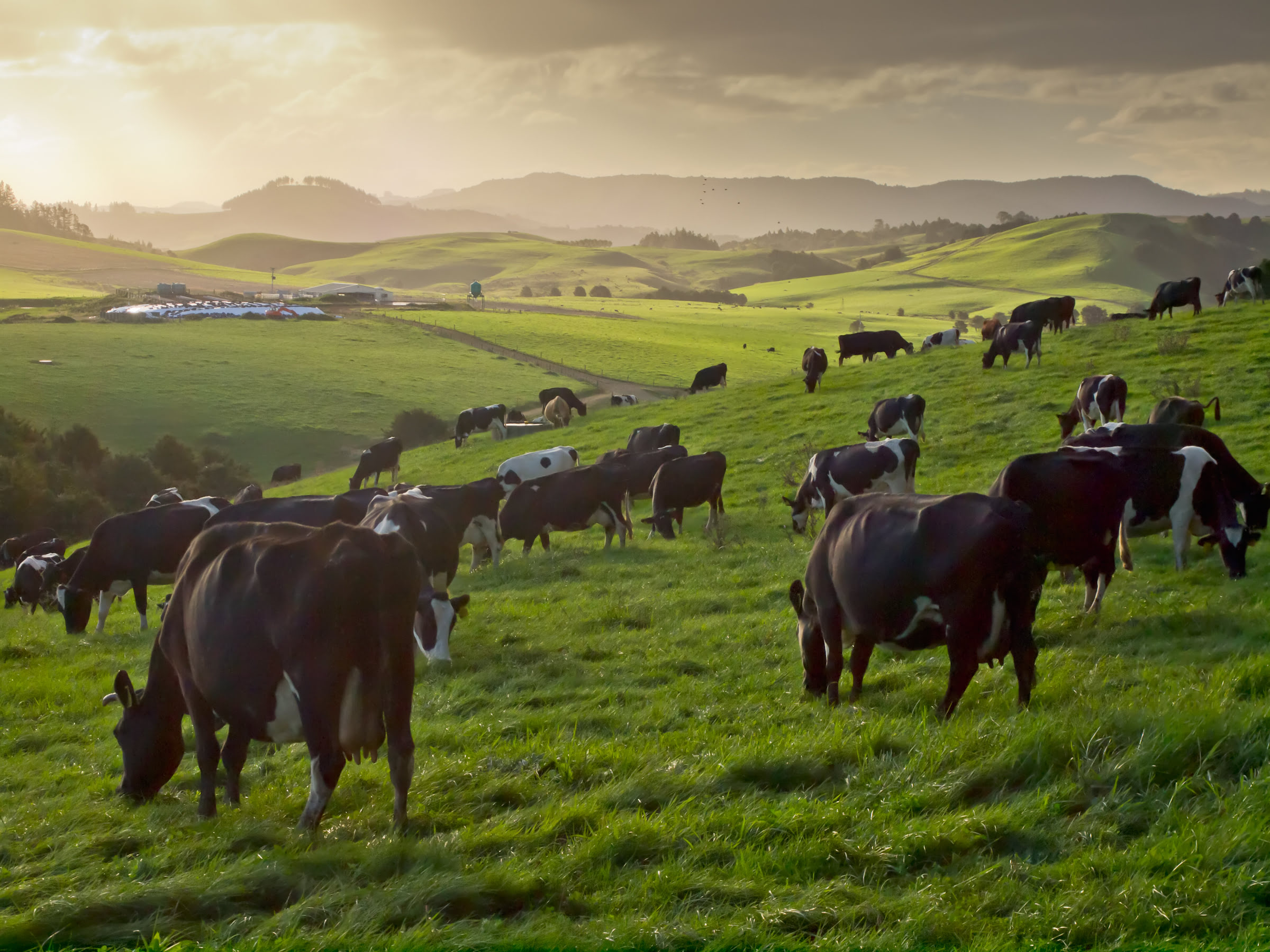 High grazing pressure is good for weed control