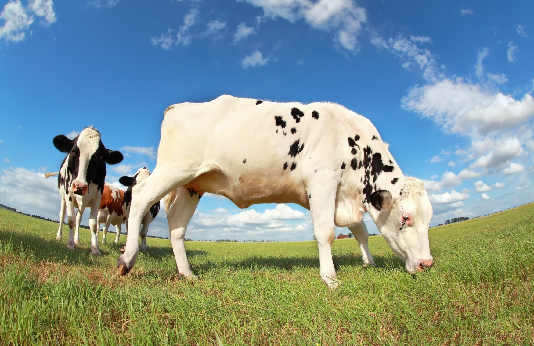 Spray-grazing means using select herbicides to make broadleaf weeds more tasty