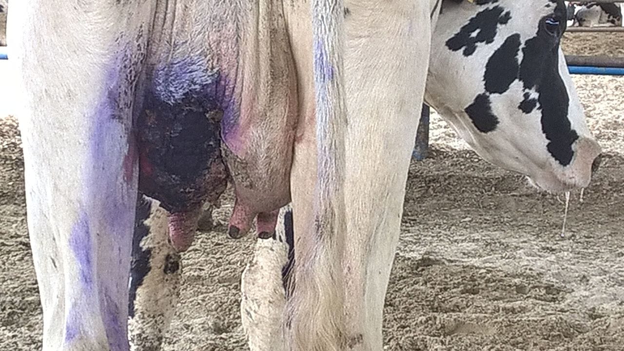 When a cow has a visibly abnormal quarter of milk, it is known as clinical mastitis. Sometimes, you may not be able to see any visible signs, yet a cow may have mastitis. This is called sub-clinical mastitis.