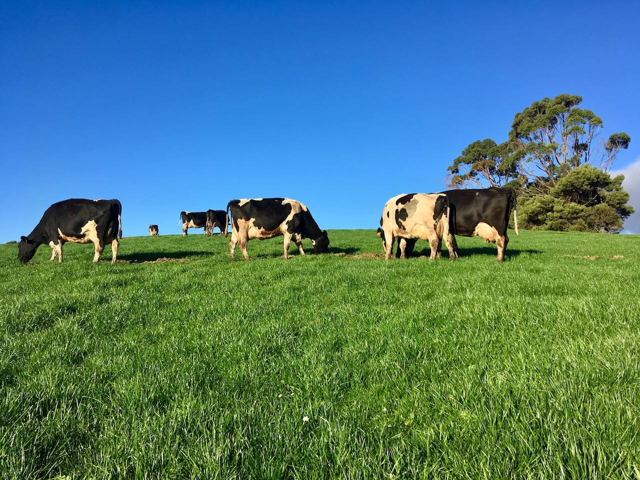 Dairy cows eating plenty of money making pasture.