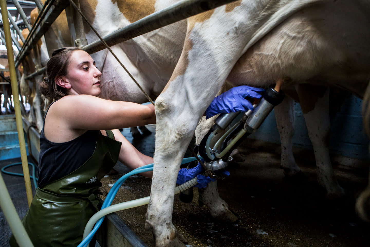 Dirty milking machines cause infections to spread. It can cause clinical and subclinical mastitis and also decrease the quality of the milk.